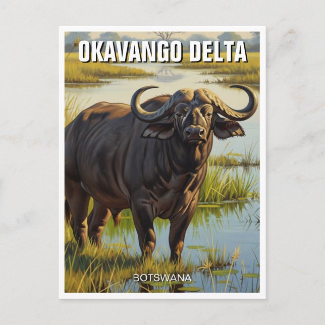Carte Postale Cape Buffalo dans le delta de l'Okavango au Botswa (Devant)