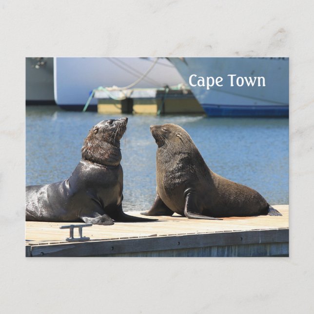 Carte Postale Cape Fur Seals, Waterfront, Afrique du Sud (Devant)