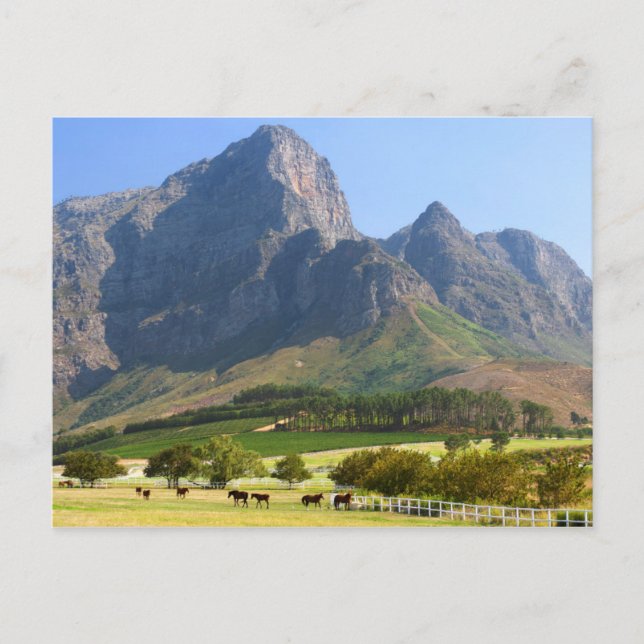 Carte Postale Cape Town, Western Cape, Afrique du Sud (Devant)