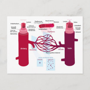 Carte Postale Capillaires des vaisseaux sanguins Diagramme Artèr