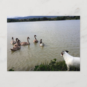 Carte Postale Capo von Oppenheim, Jack Russell Terrier Chien