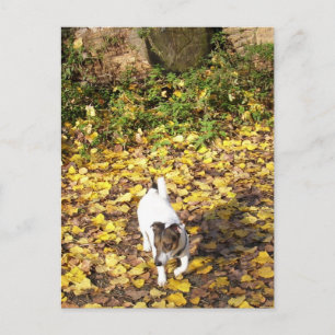 Carte Postale Capo von Oppenheim, Jack Russell Terrier Chien
