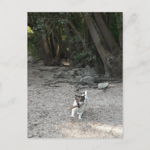 Carte Postale Capo von Oppenheim, Jack Russell Terrier Chien