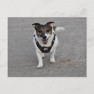 Carte Postale Capo von Oppenheim, Jack Russell Terrier Chien