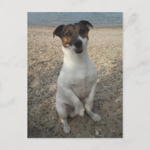 Carte Postale Capo von Oppenheim, Jack Russell Terrier Chien