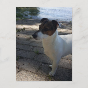 Carte Postale Capo von Oppenheim, Jack Russell Terrier Chien