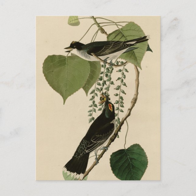 Carte Postale Capteur de mouches Tyrant (Devant)