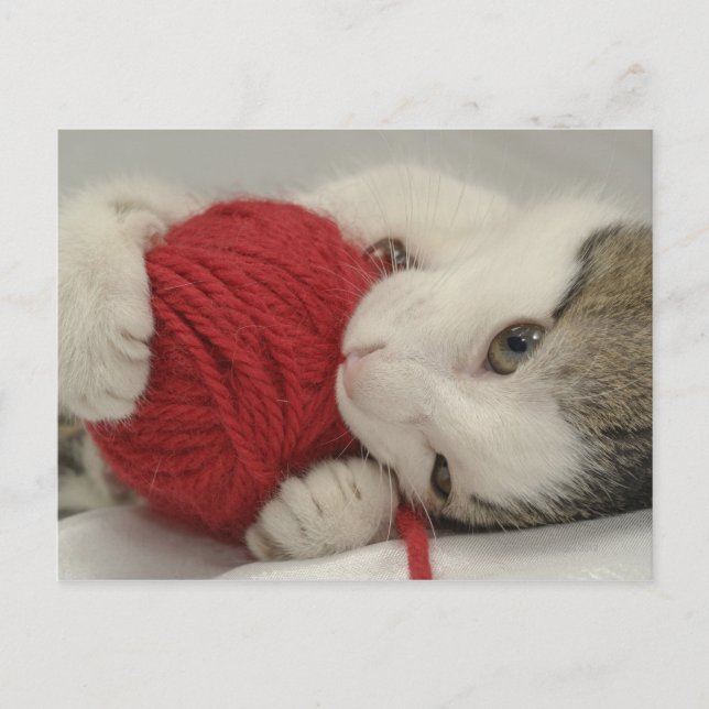 Carte Postale Capture de studio (Devant)