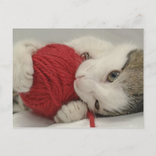 Carte Postale Capture de studio