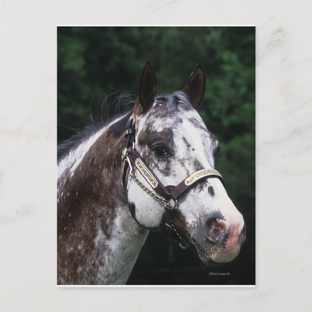 Carte Postale Capture d'écran Appaloosa Horse 2 (Devant)