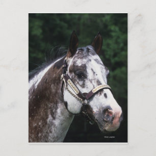 Carte Postale Capture d'écran Appaloosa Horse 2