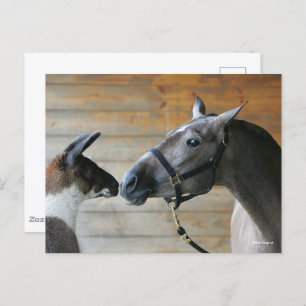 Carte Postale Capture d'écran de Bob Langrish Llama et de la réu