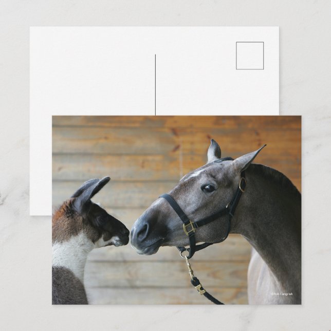Carte Postale Capture d'écran de Bob Langrish Llama et de la réu (Devant / Derrière)