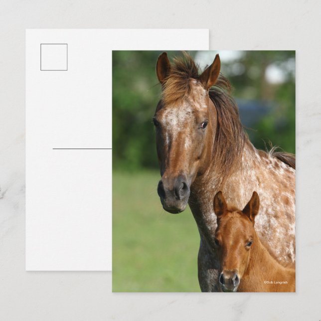 Carte Postale Capture d'écran de l'Appaloosa Horse Mare et Foie (Devant / Derrière)