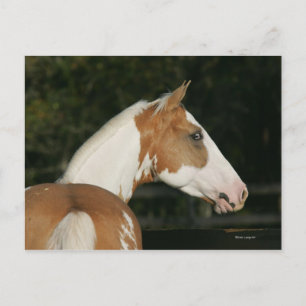 Carte Postale Capture d'écran du Cheval de peinture 2