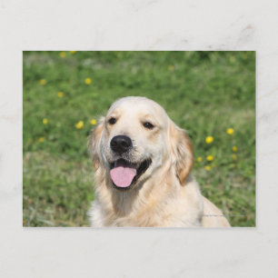 Carte Postale Capture d'écran Golden Retriever 1