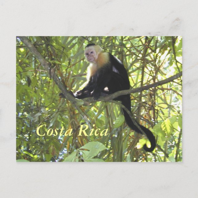 Carte postale Capuchin Monkey Costa Rica (Devant)