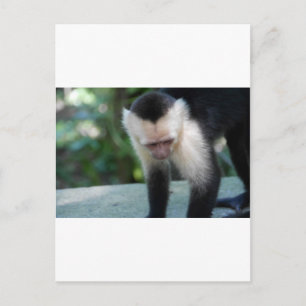 Carte Postale Capuchin Monkey.JPG