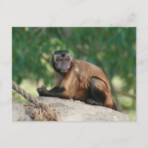 Carte Postale Capuchin Singe Mignonne Mais Cranky