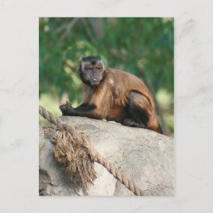 Carte Postale Capuchin Singe Mignonne Mais Cranky