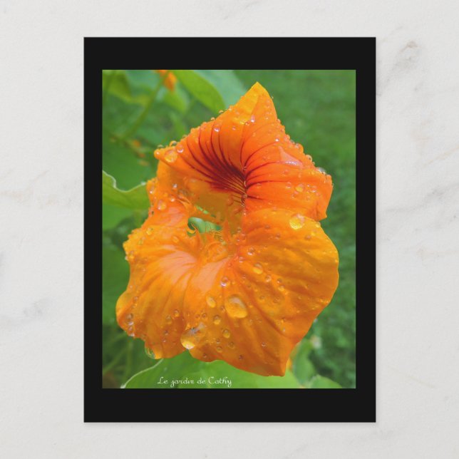 Carte Postale Capucine (Devant)