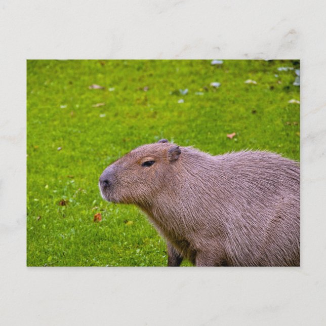 Carte postale Capybara (Devant)