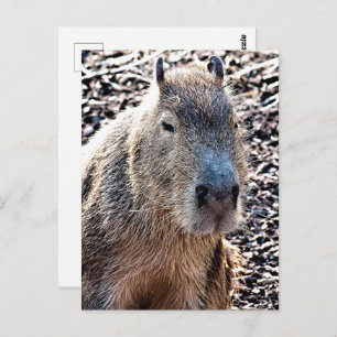 CARTE POSTALE CAPYBARA ANIMAL SAUVAGE
