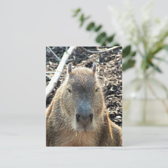 CARTE POSTALE CAPYBARA ANIMAL SAUVAGE (Debout devant)