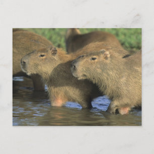 Carte Postale Capybara, Hydrochaeris hydrochaeris), monde