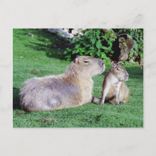 Carte postale Capybara Maman et Son