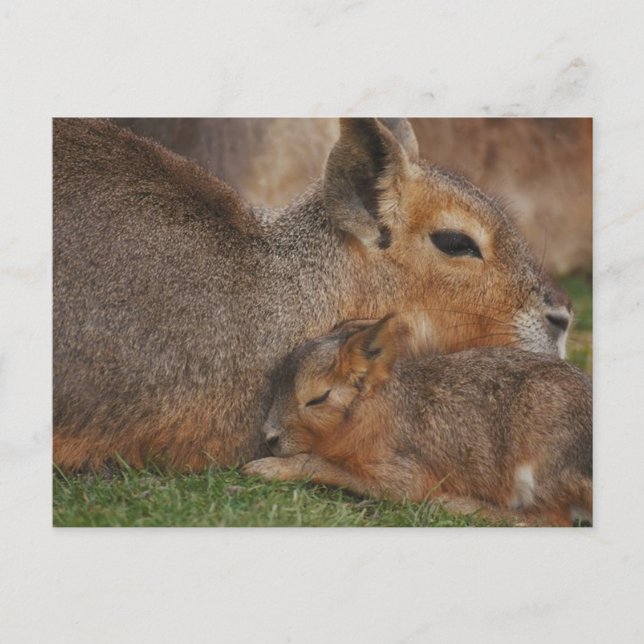 Carte Postale Capybaras (Devant)