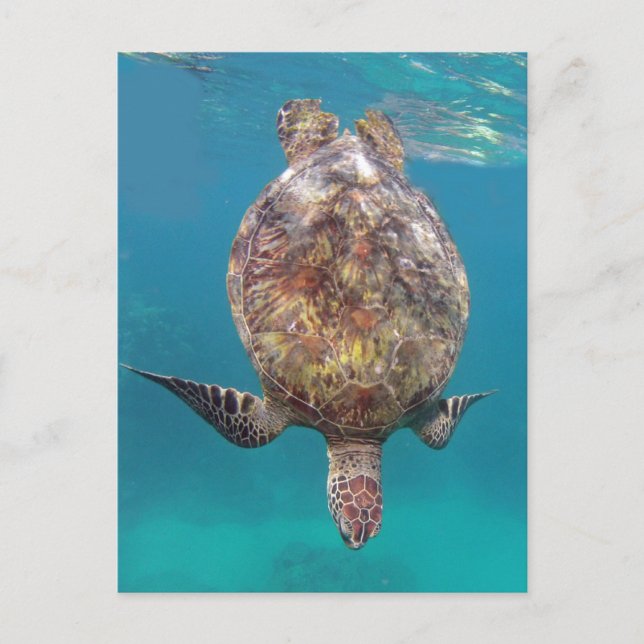 Carte Postale Carapace de Tortue Hawaïenne (Devant)