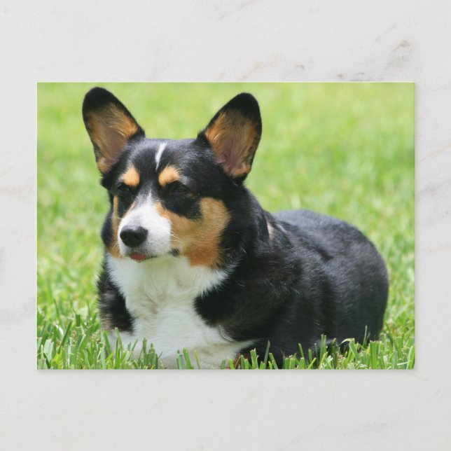 Carte Postale Cardigan Welsh Corgi (Devant)