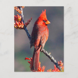 Carte Postale Cardinal