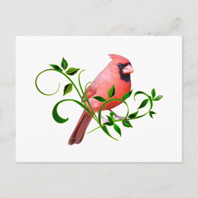 Carte Postale Cardinal (Devant)