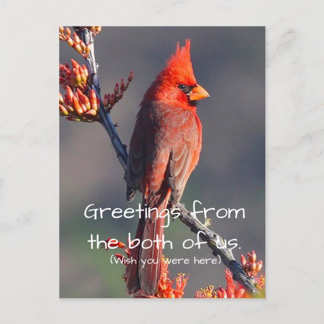 Carte Postale Cardinal (Devant)