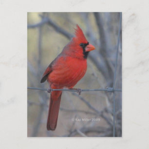 Carte Postale Cardinal à la clôture - 2009