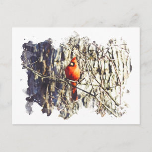 Carte Postale Cardinal aquarelle