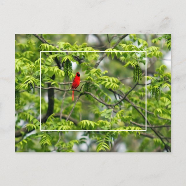 Carte Postale Cardinal dans un arbre à Criquet de miel (Devant)