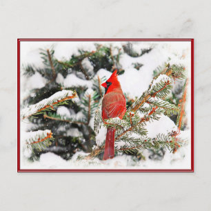 Carte Postale Cardinal dans un pin