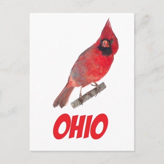 Carte Postale Cardinal de l'Ohio (Devant)