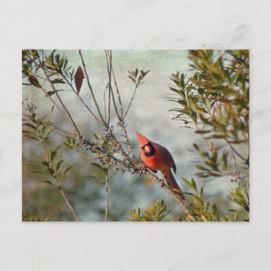 Carte Postale Cardinal de Wax Myrtle