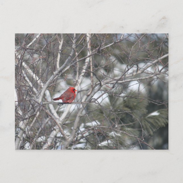 Carte Postale Cardinal d'hiver (Devant)