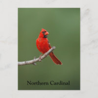 Cardinal du Nord