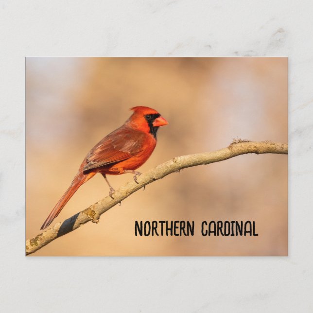 Carte Postale Cardinal du Nord (Devant)