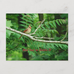 Carte postale Cardinal du Nord