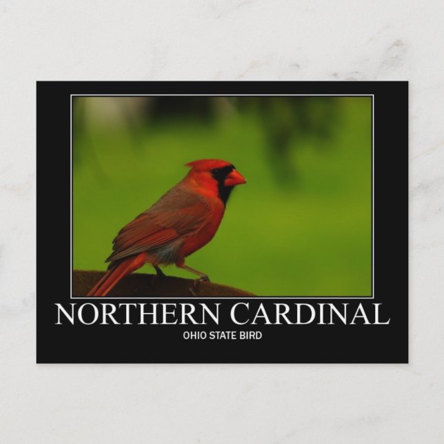 Carte Postale Cardinal du Nord (Devant)