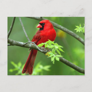 Carte Postale Cardinal du Nord