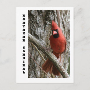 Carte Postale Cardinal du Nord