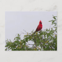 Cardinal du Nord à Mesquite Tree, Tucson